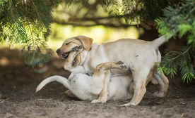 动物 宠物 狗 猫