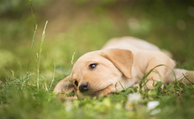 动物 宠物 狗 猫