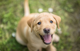 动物 宠物 狗 猫