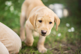 动物 宠物 狗 猫