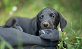 动物 宠物 狗 猫