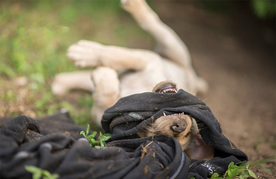 动物 宠物 狗 猫