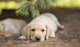 动物 宠物 狗 猫