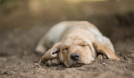动物 宠物 狗 猫