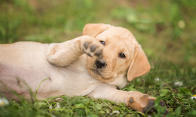 动物 宠物 狗 猫