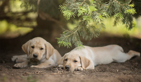 动物 宠物 狗 猫