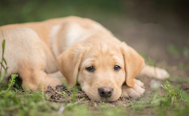 动物 宠物 狗 猫