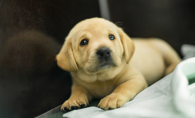 动物 宠物 狗 猫