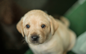 动物 宠物 狗 猫