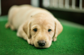 动物 宠物 狗 猫