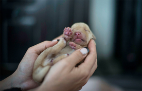 动物 宠物 狗 猫