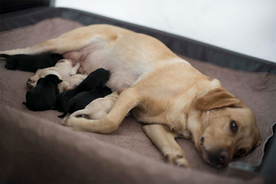 动物 宠物 狗 猫