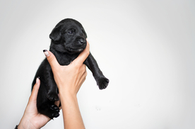 动物 宠物 狗 猫