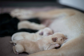 动物 宠物 狗 猫