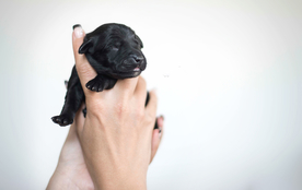 动物 宠物 狗 猫