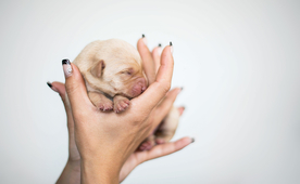 动物 宠物 狗 猫