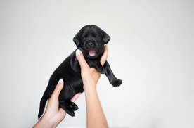 动物 宠物 狗 猫