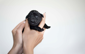 动物 宠物 狗 猫