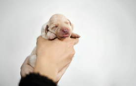 动物 宠物 狗 猫