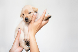 动物 宠物 狗 猫