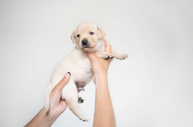 动物 宠物 狗 猫