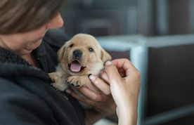 动物 宠物 狗 猫