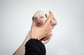 动物 宠物 狗 猫