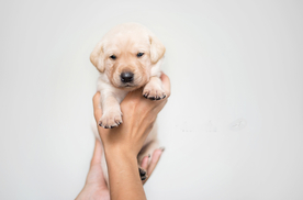 动物 宠物 狗 猫