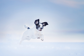 动物 宠物 狗 猫