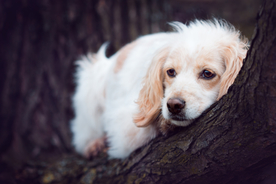 动物 宠物 狗 猫