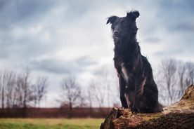 动物 宠物 狗 猫