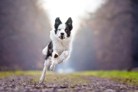 动物 宠物 狗 猫