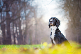 动物 宠物 狗 猫