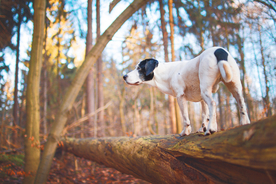 动物 宠物 狗 猫