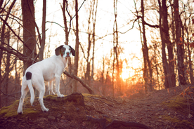 动物 宠物 狗 猫