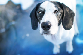 动物 宠物 狗 猫