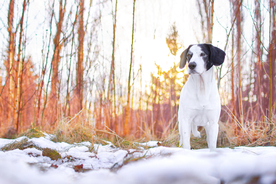 动物 宠物 狗 猫
