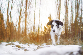 动物 宠物 狗 猫