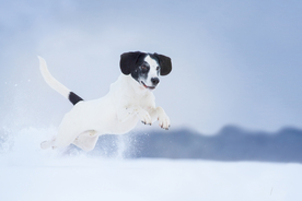 动物 宠物 狗 猫