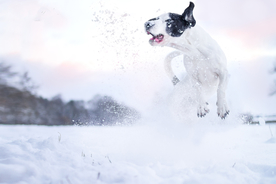 动物 宠物 狗 猫