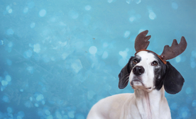 动物 宠物 狗 猫