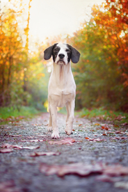 动物 宠物 狗 猫