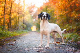 动物 宠物 狗 猫