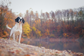 动物 宠物 狗 猫