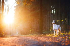 动物 宠物 狗 猫