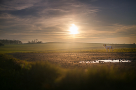 动物 宠物 狗 猫