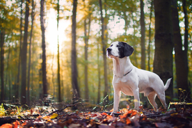 动物 宠物 狗 猫