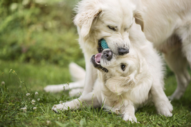 动物 宠物 狗 猫