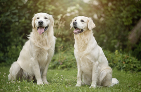 动物 宠物 狗 猫