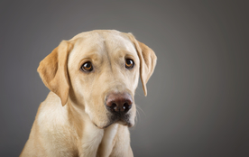 动物 宠物 狗 猫